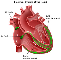 Heart electrical conduction system